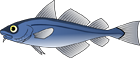 Scribbled Angelfish - Chaetodontoplus duboulayi