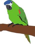 Superb Lyrebird - Menura alberti