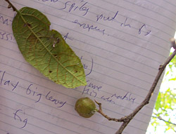 Bush Tucker Plant Foods - Ficus coronata - Sandpaper Fig