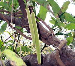Bush Tucker Plant Foods - Parsonsia straminea - Common Silkpod