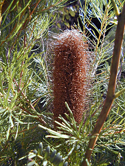Bush Tucker Plant Foods - Banksia - Native Honeysuckle