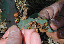 Bush Tucker Plant Foods - Insect Galls