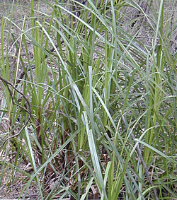 Bush Tucker Plant Foods - Gahnia - Swordgrass