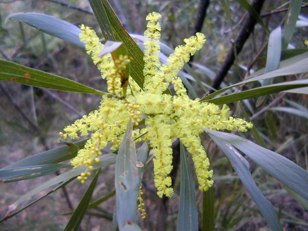 Acacia longifolia - Sydney Golden Wattle
