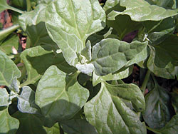 Bush Tucker Plant Foods - Tetragonia Tetragonoides - New Zealand Spinach