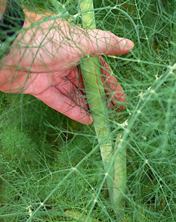 Edible Weeds - Foeniculum vulgare - Fennel