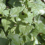 Bush Tucker Plant Foods - Leaves