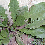Bush Tucker Plant Foods - Edible Weeds