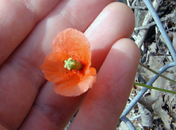 Edible Weeds - Papaver - Poppies