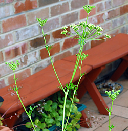 Edible Weeds - Petroselinum crispum - Wild Parsley