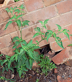 Edible Weeds - Solanum - Nightshades