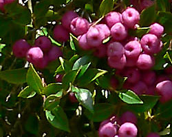 Bush Tucker Plant Foods - Syzygium smithii - Acmena smithii - Common Lilly Pilly