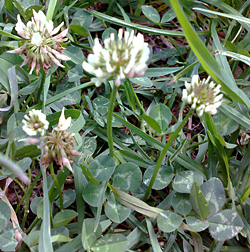Edible Weeds - Trifolium - Clover