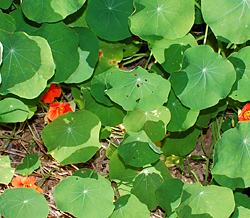 Edible Weeds - Tropaeolum majus - Nasturtium