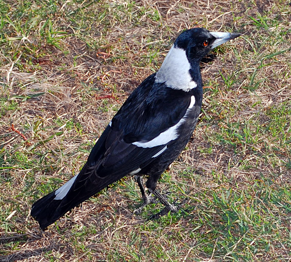 Australian Magpie - Gymnorhina tibicen