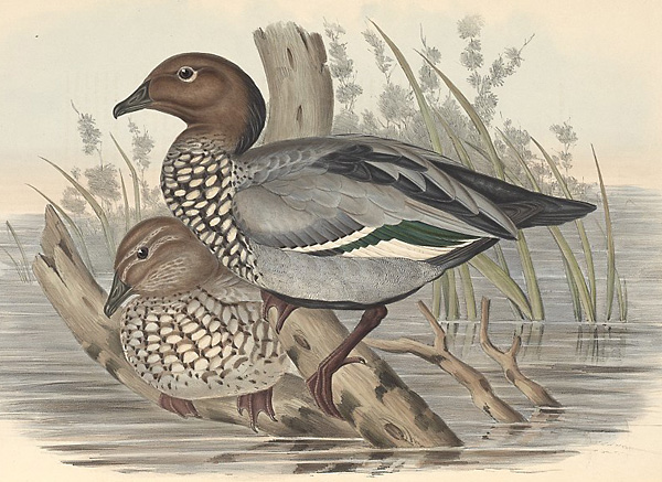 Australian Wood Duck - Maned Duck - Chenonetta jubata