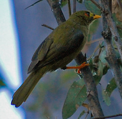 Bird Identification of Australian Birds - Sydney and Blue Mountains Bird Species - Bell Miner - Bellbird - Bell Bird - Manorina melanophrys