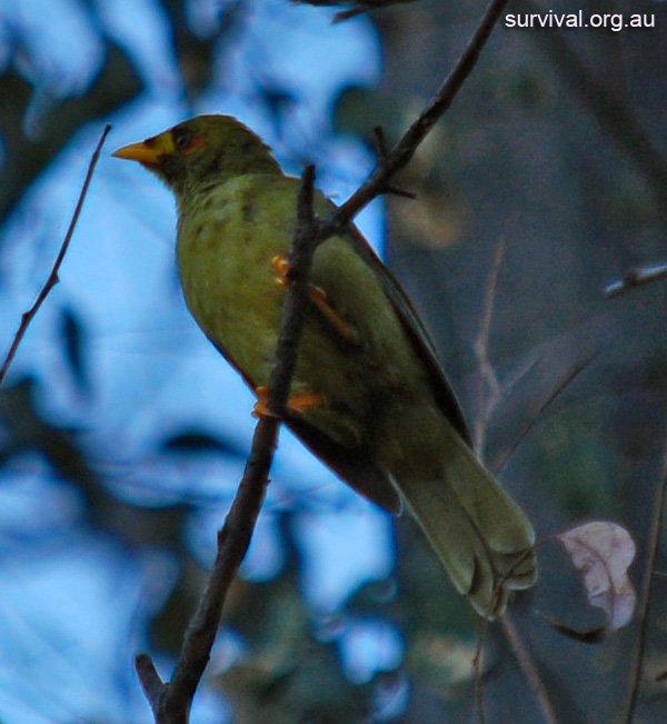 Bell Miner - Bellbird - Bell Bird - Manorina melanophrys
