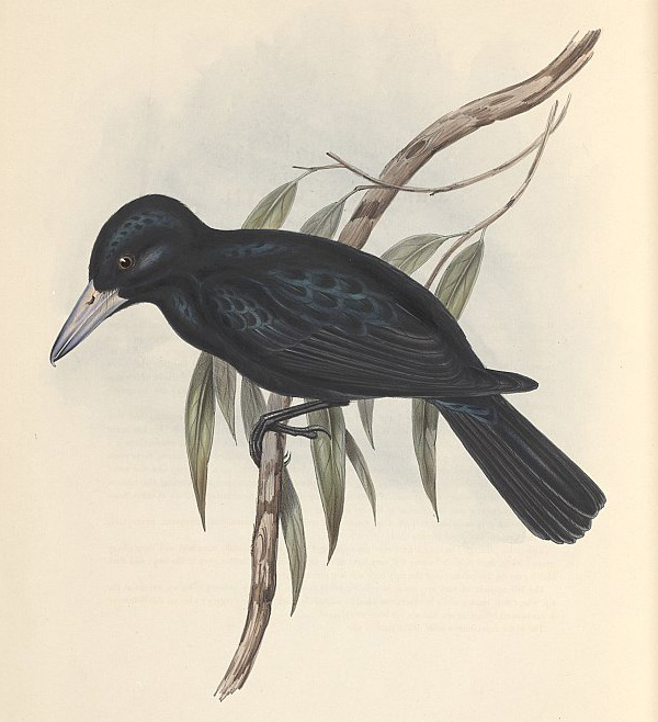 Australian Bird Quiz, Question 2 - Can you identify this bird?