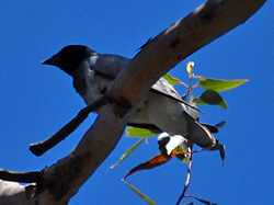 Bird Identification of Australian Birds - Sydney and Blue Mountains Bird Species - Black-faced Cuckoo-shrike - Coracina novaehollandiae