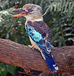 Bird Identification of Australian Birds - Sydney and Blue Mountains Bird Species - Blue-winged Kookaburra - Dacelo leachii
