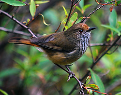 Bird Identification of Australian Birds - Sydney and Blue Mountains Bird Species - Brown Thornbill - Acanthiza pusilla