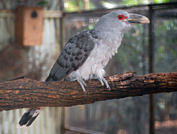 Bird Identification of Australian Birds - Sydney and Blue Mountains Bird Species - Channel-billed Cuckoo - Scythrops novaehollandiae