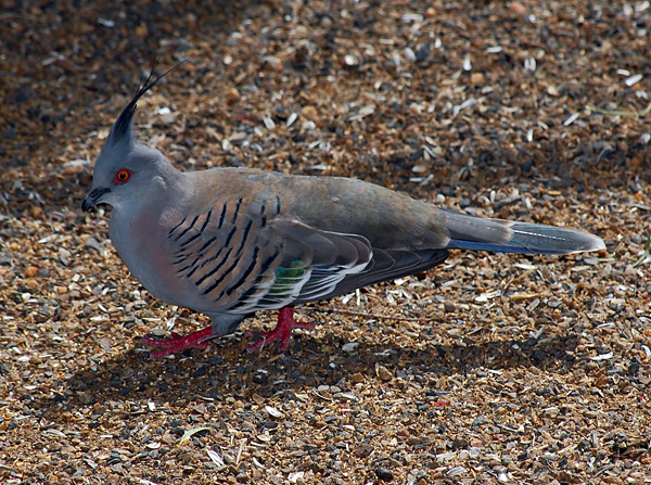 Crested Pigeon - Ocyphaps (Geophaps) lophotes