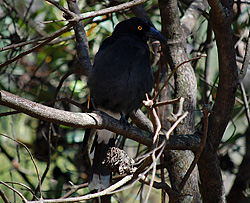 Bird Identification of Australian Birds - Sydney and Blue Mountains Bird Species - Pied Currawong - Strepera graculina