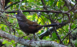 Bird Identification of Australian Birds - Sydney and Blue Mountains Bird Species - Eastern Whipbird - Psophodes olivaceus