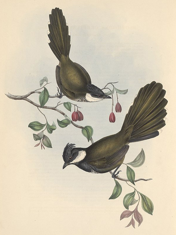 Eastern Whipbird - Psophodes olivaceus