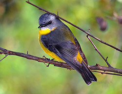 Bird Identification of Australian Birds - Sydney and Blue Mountains Bird Species - Eastern Yellow Robin - Eopsaltria australia