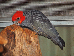 Bird Identification of Australian Birds - Sydney and Blue Mountains Bird Species - Gang-gang Cockatoo - Callocephalon fimbriatum