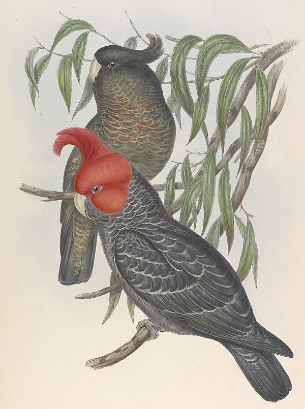 Gang-gang Cockatoo - Callocephalon fimbriatum