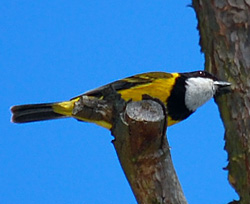 Bird Identification of Australian Birds - Sydney and Blue Mountains Bird Species - Golden Whistler - Pachycephala pectoralis