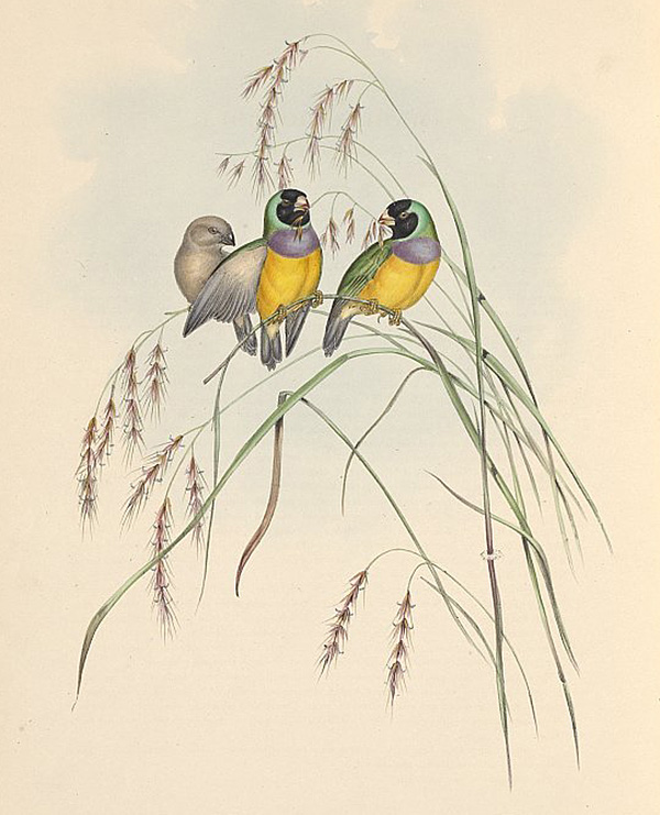 Gouldian Finch - Erythrura gouldiae