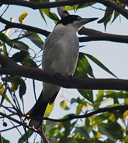 Bird Identification of Australian Birds - Sydney and Blue Mountains Bird Species - Grey Butcherbird - Cracticus torquatus