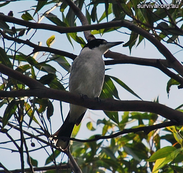 Grey Butcherbird - Cracticus torquatus