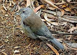Bird Identification of Australian Birds - Sydney and Blue Mountains Bird Species - Grey Shrike-thrush - Colluricincla harmonica