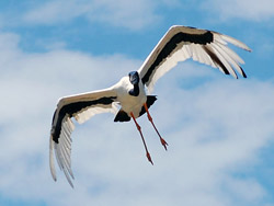 Bird Identification of Australian Birds - Sydney and Blue Mountains Bird Species - Black Necked Stork - Jabiru - Ephippiorhynchus asiaticus