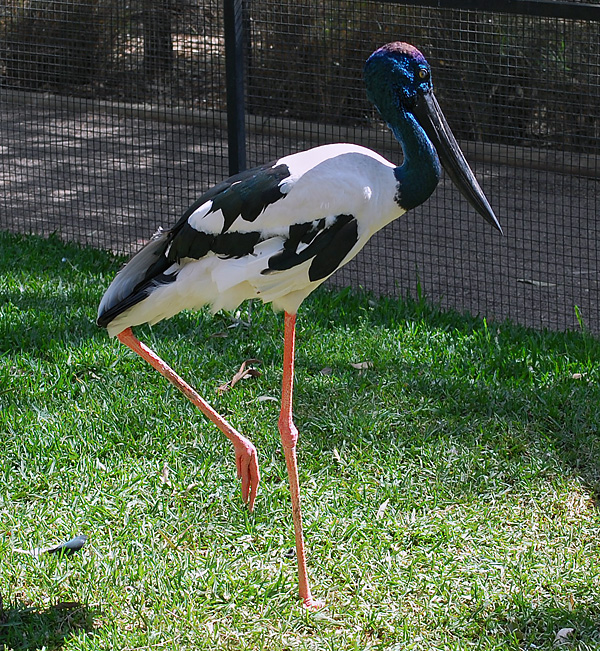 Black Necked Stork - Jabiru - Ephippiorhynchus asiaticus