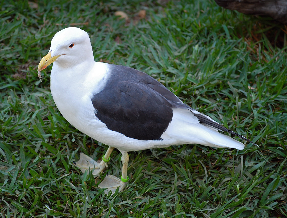 Australian Bird Quiz, Question 5 - Can you identify this bird?