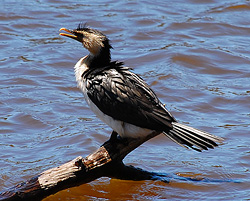 Bird Identification of Australian Birds - Sydney and Blue Mountains Bird Species - Little Pied Cormorant - Phalacrocorax melanoleucos