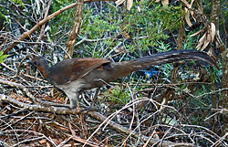 Bird Identification of Australian Birds - Sydney and Blue Mountains Bird Species - Superb Lyrebird - Menura alberti