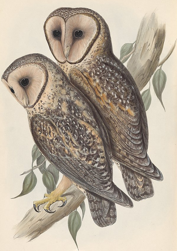 Masked Owl - Tyto novaehollandiae