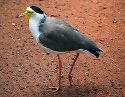 Bird Identification of Australian Birds - Sydney and Blue Mountains Bird Species - Masked Lapwing (Spurwing Plover) - Vanellus miles