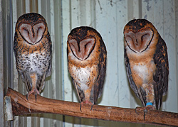 Bird Identification of Australian Birds - Sydney and Blue Mountains Bird Species - Masked Owl - Tyto novaehollandiae