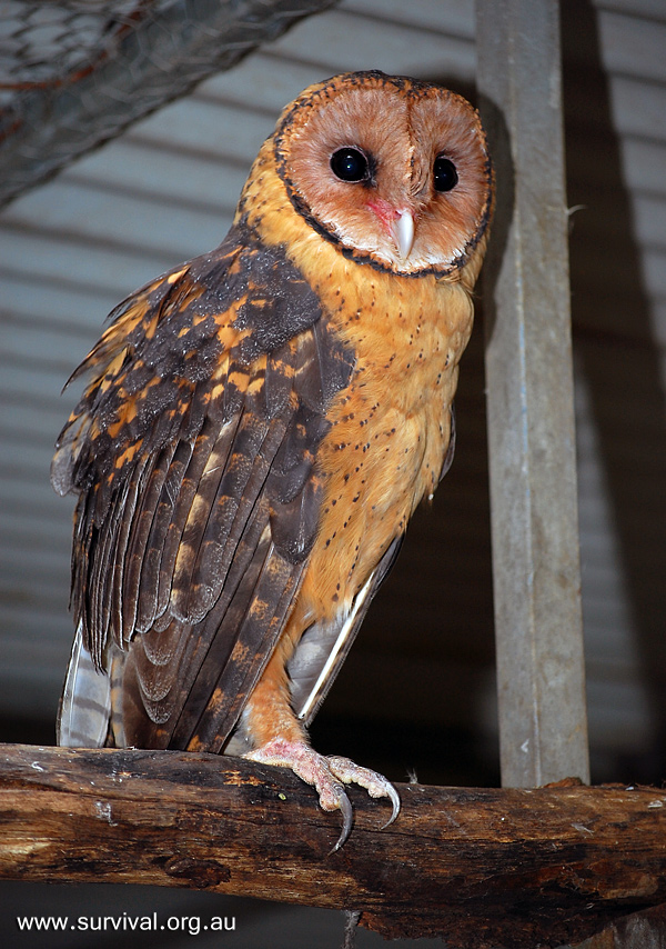 Masked Owl - Tyto novaehollandiae
