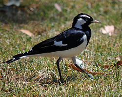 Bird Identification of Australian Birds - Sydney and Blue Mountains Bird Species - Magpie-lark (Peewee) - Grallina cyanoleuca