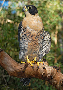 Bird Identification of Australian Birds - Sydney and Blue Mountains Bird Species - Peregrine Falcon - Falco Peregrinus